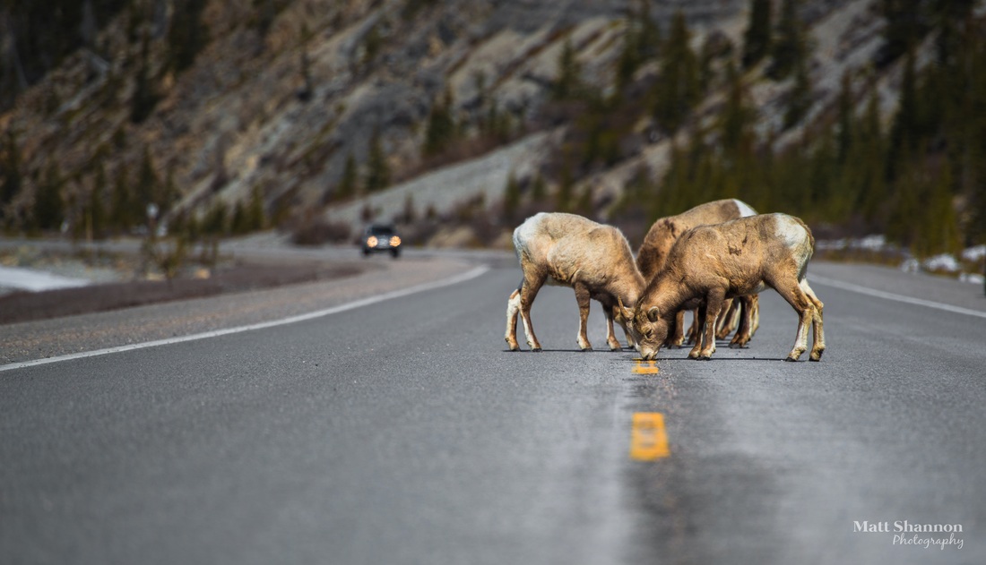 picture, goats, sheep, mountain goat, mountain, mountains, valley, road, car, rocks, rockies, spring, pack, group, traffic, sheep on road, sheep in road, sheep on the road, danger, car on road, salt, salt on road, salt lick, goats on road, goat on road, goats in road, goat in road