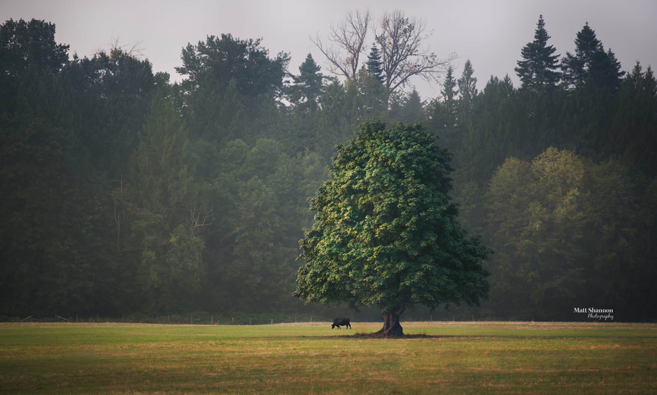 tree, lonely tree, trekwest, matt shannon photography, landscape, field, farmer, famers field, hay, morning, vancouver island, cow, cattle, animal, pasture, live stock, one tree, forrest, leaves, Picture