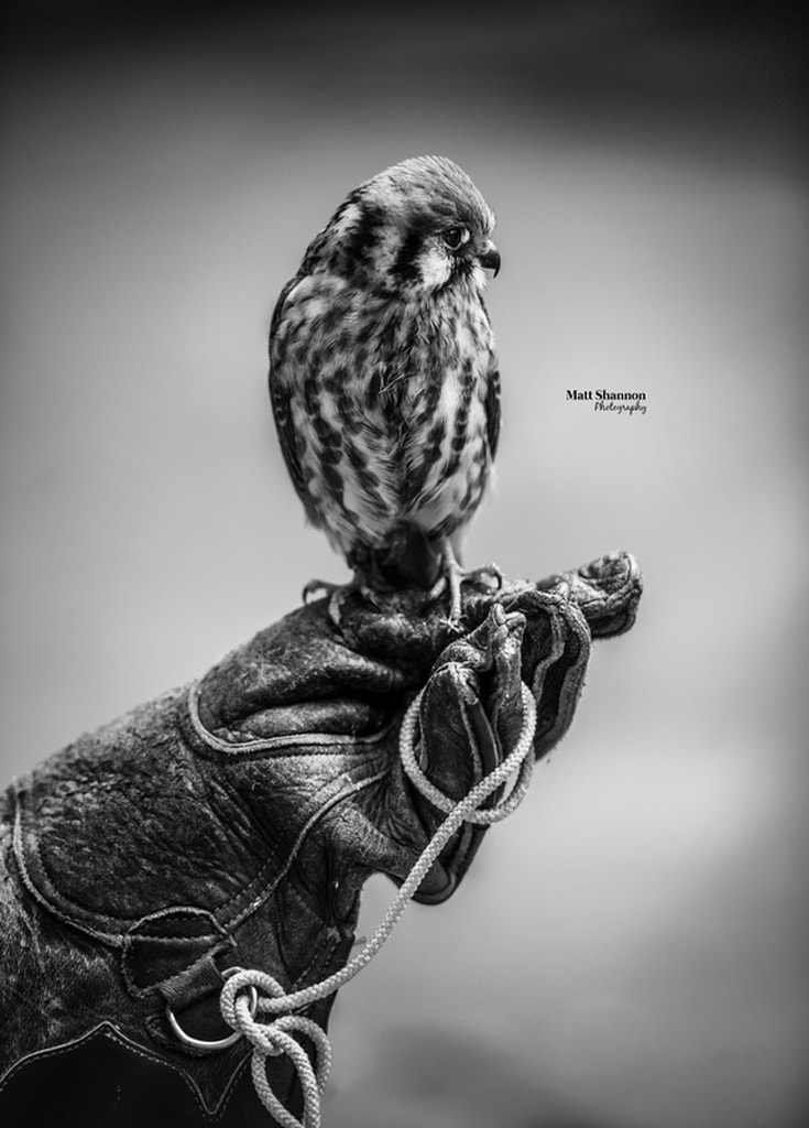 Picture, bird, hawlk, prey, wings, feathers, photography, wild life, wild, wild life photography, matt shannon photography, canada, glove, tame, cute, bashful, shy, small, claws, claw, danger, soft, black and white, BW, B/W, Blackandwhite, close, bird photography, beautiful, nature, adventure, standing