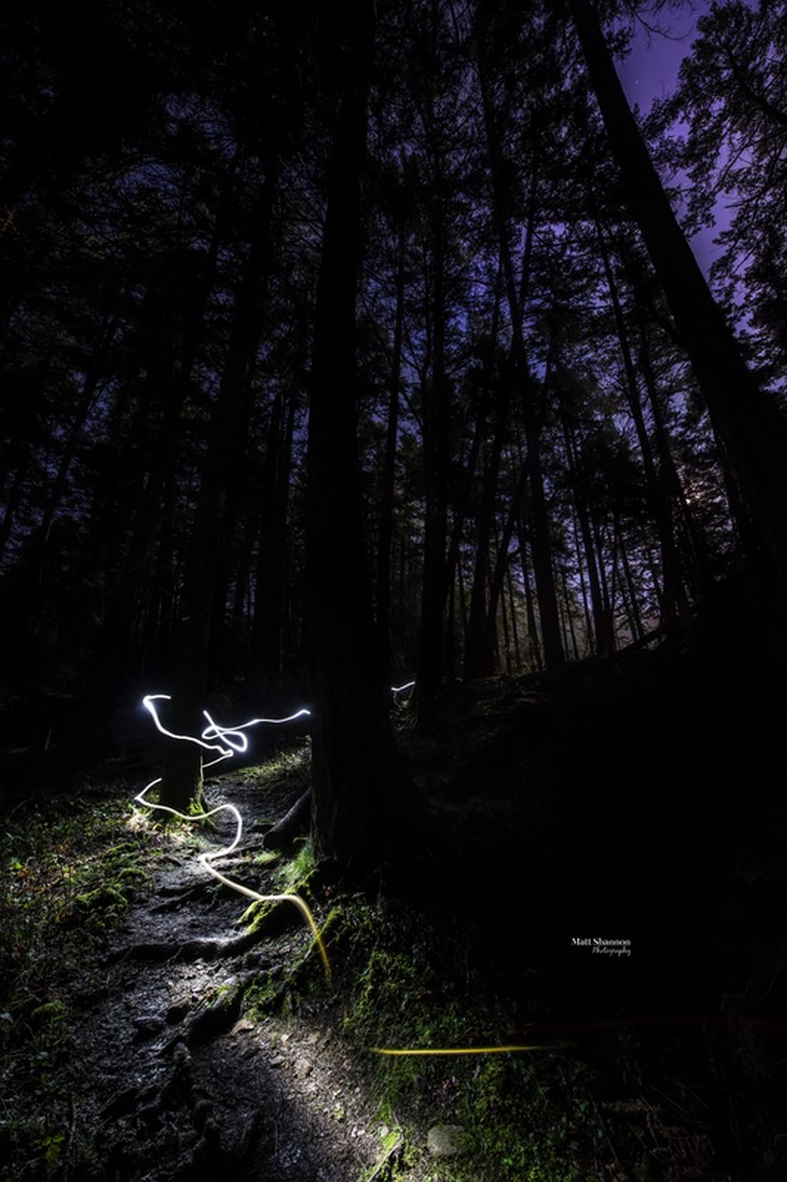 Picture, night, landscape, nightscape, light trail, light trails, moon, moonlit, trees, forest, path, hike, canada, photography, night photography, nikon, nikon d800, adventure, explore, long exposure, track, stars, 